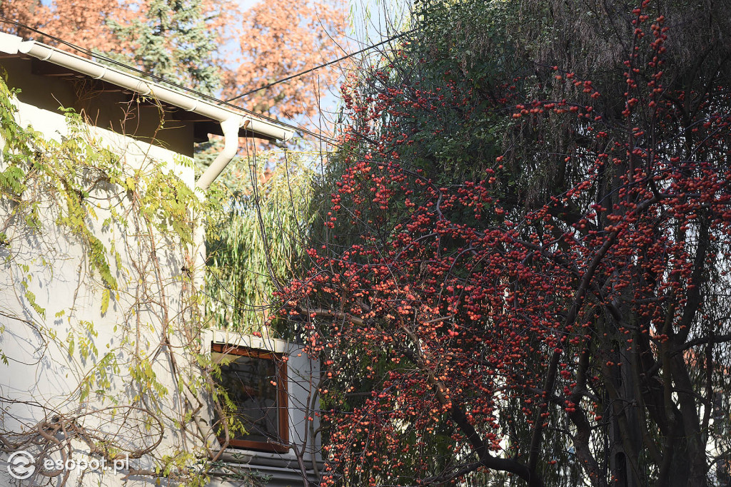 Słoneczny Sopot na pięknych zdjęciach! Za nami ostatni weekend listopada [FOTO]