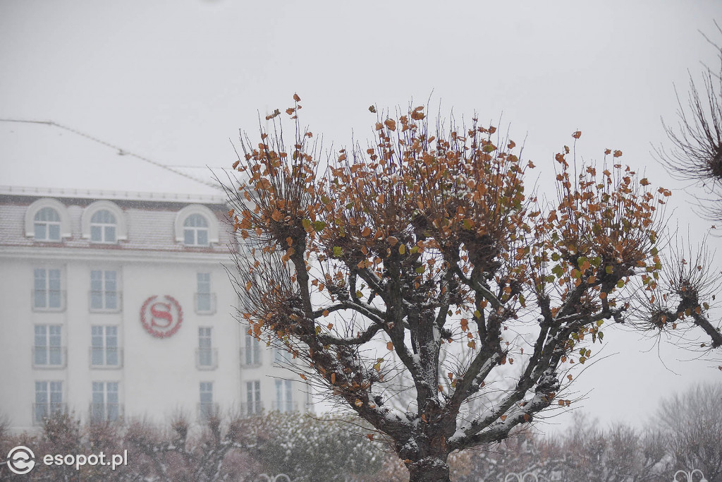 Bajkowy Sopot na zdjęciach! Zimowy początek grudnia w kurorcie [FOTO]