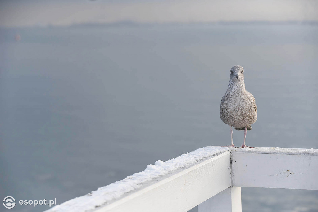 Sopot jak lodowe miasto na pięknych zdjęciach! Za nami biały weekend [FOTO]