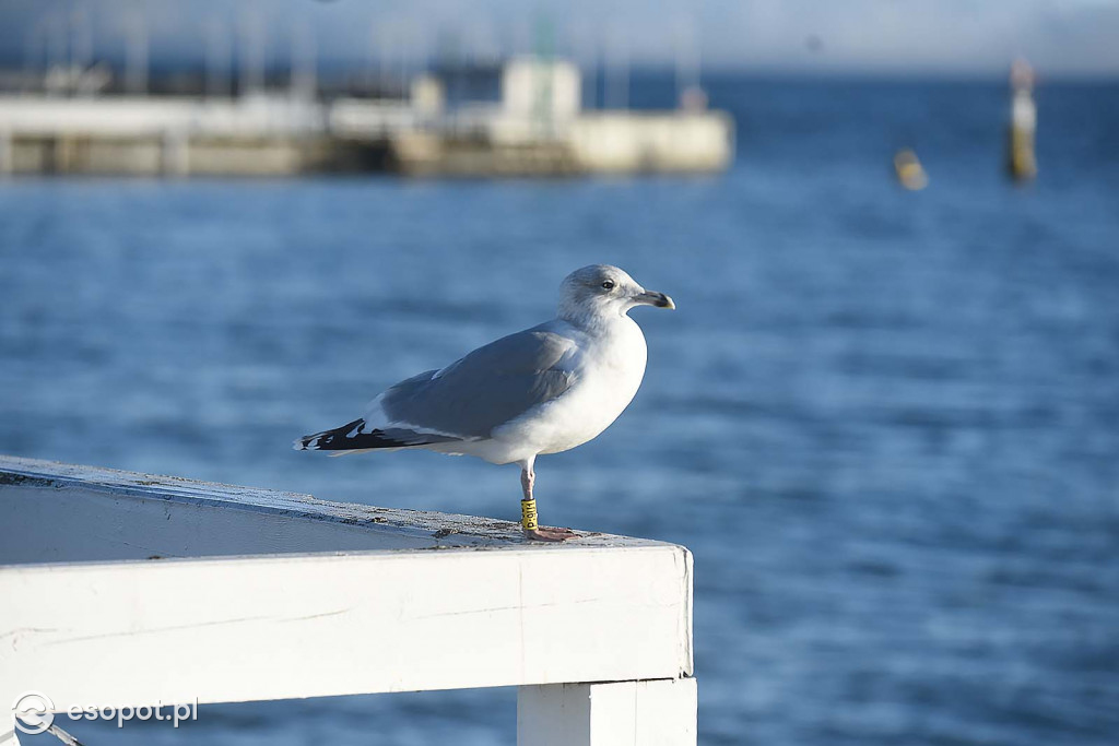 Świąteczny Sopot na zdjęciach! Pogodowy kalejdoskop w kurorcie [FOTO]