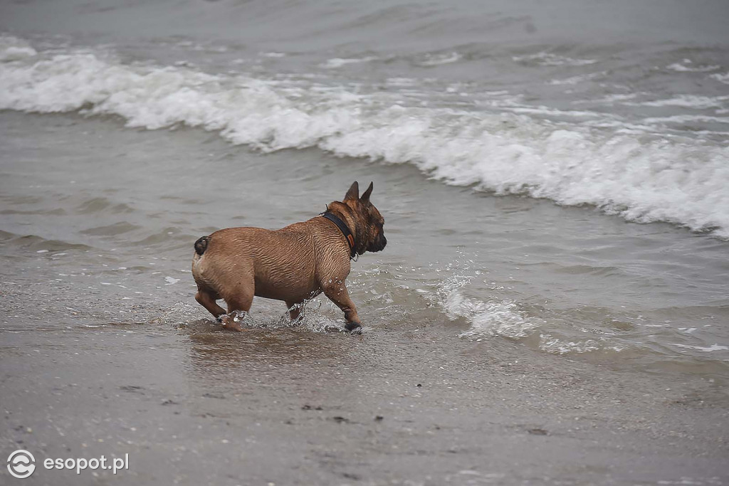 Mokry koniec świąt w Sopocie! Klimatyczne zdjęcia z pochmurnego kurortu [FOTO]