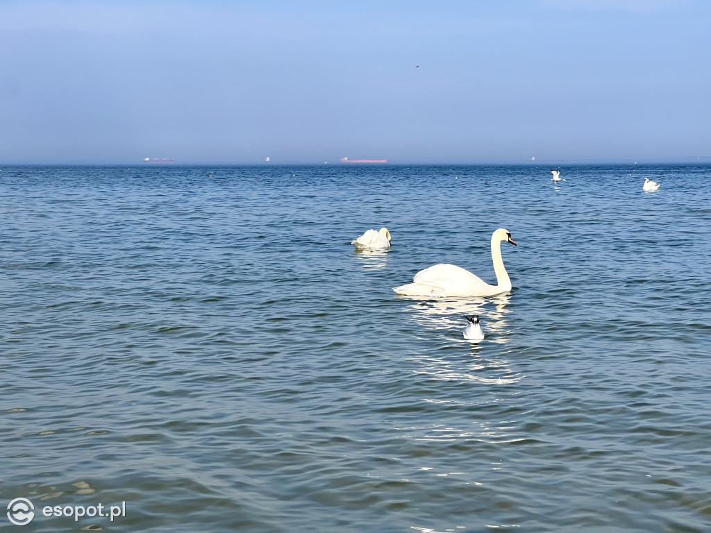 Ostatni weekend zimy w Sopocie! Tłumy skorzystały z pięknej wiosennej pogody [FOTO]