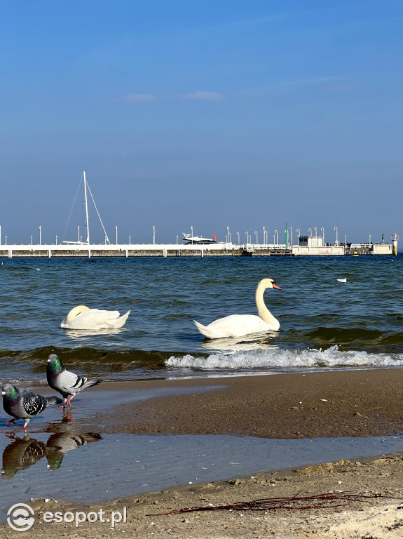 Ostatni weekend zimy w Sopocie! Tłumy skorzystały z pięknej wiosennej pogody [FOTO]