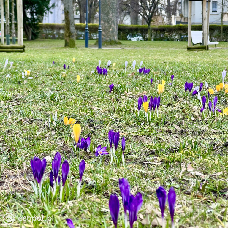 Pierwszy dzień kalendarzowej wiosny w Sopocie! Miasto budzi się z zimowego snu [FOTO]