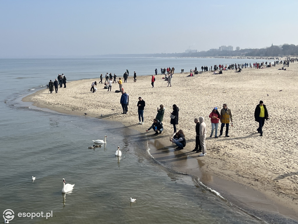 Sopot przyciągnął tłumy w Wielką Sobotę! Wiosenne zdjęcia z kurortu [FOTO]