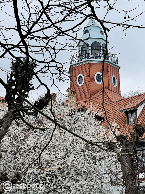 Wiosna budzi się kolorami w Sopocie! Spokojny weekend w kurorcie [FOTO]