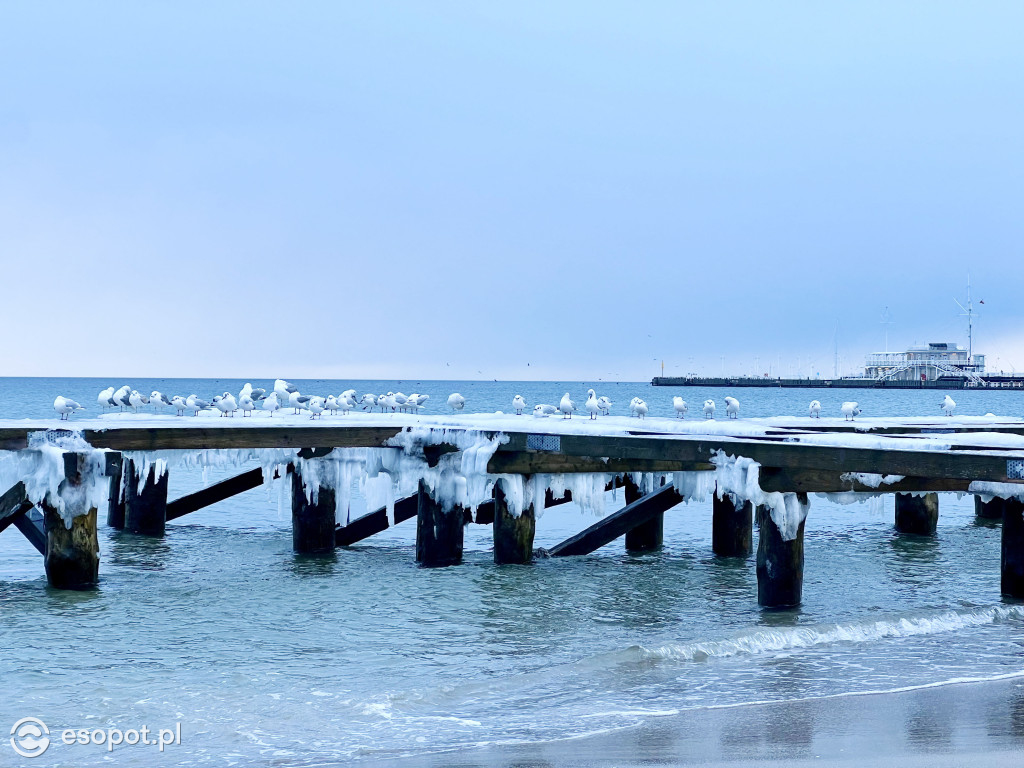 Sopot zachwyca klimatem nawet w brzydką pogodę! Deszcz ze śniegiem w kurorcie [FOTO]