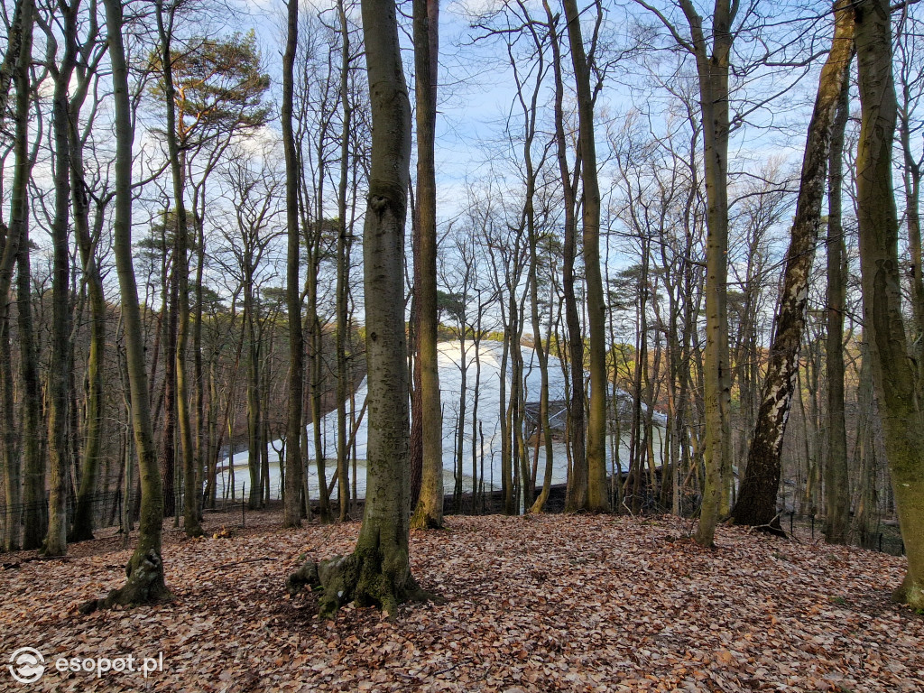 Sopot dla ciała i ducha! Odkryj nowy Leśny Szlak Kuracyjny [FOTO]