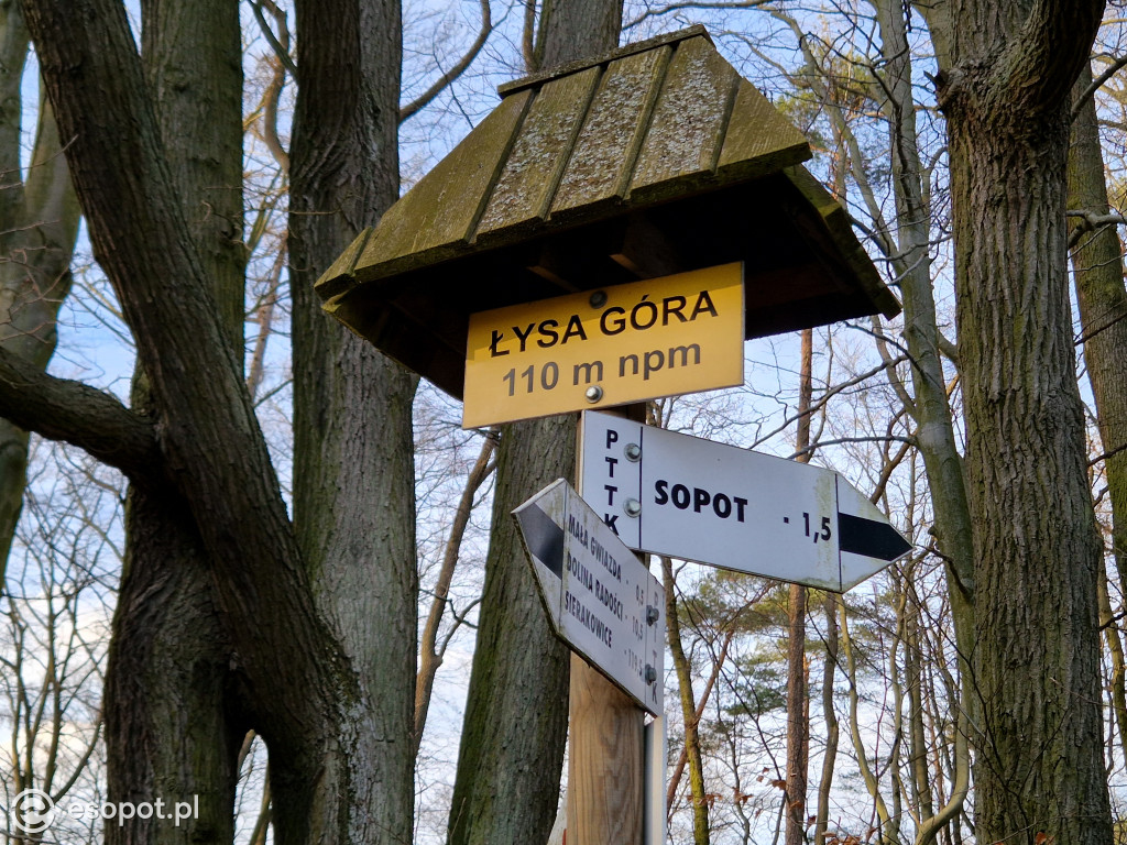 Sopot dla ciała i ducha! Odkryj nowy Leśny Szlak Kuracyjny [FOTO]