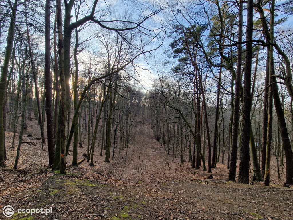 Sopot dla ciała i ducha! Odkryj nowy Leśny Szlak Kuracyjny [FOTO]