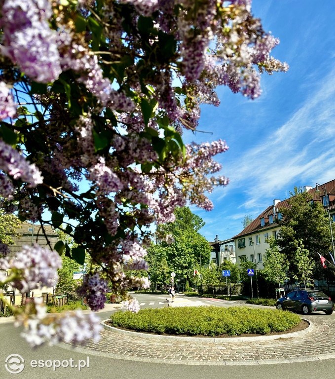 Sopot: 3 Maja rok po przebudowie! Ulica pięknieje w oczach