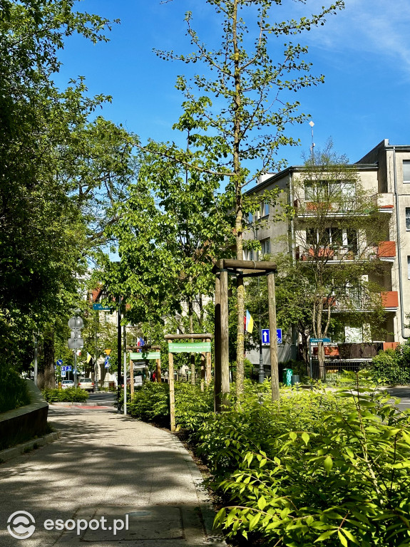 Sopot: 3 Maja rok po przebudowie! Ulica pięknieje w oczach