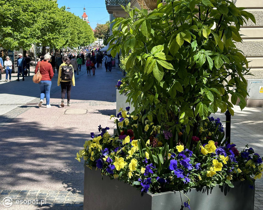 Zachwycający Sopot na zdjęciach! Kurort nie zawodzi [FOTO]