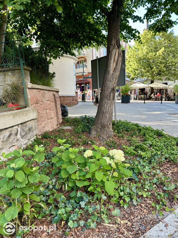 Sopot pięknieje! W centrum pojawił się nowy woonerf [FOTO]