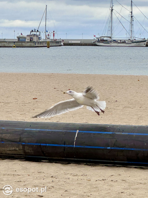 Trwa poszerzanie plaży w Sopocie! Olbrzymia rura przyciąga uwagę spacerowiczów [FOTO]