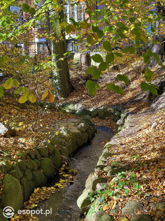 Romantyczny park i niezwykła historia – co skrywa Potok Elizy? [FOTO]