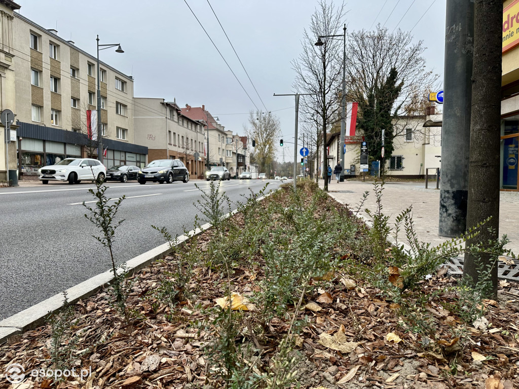 Hit czy kit? Odświeżona Aleja Niepodległości w Sopocie na zdjęciach [FOTO]