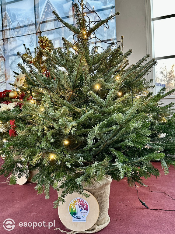 Wyjątkowe choinki przy sopockim molo! Przygotowały je sopockie instytucje