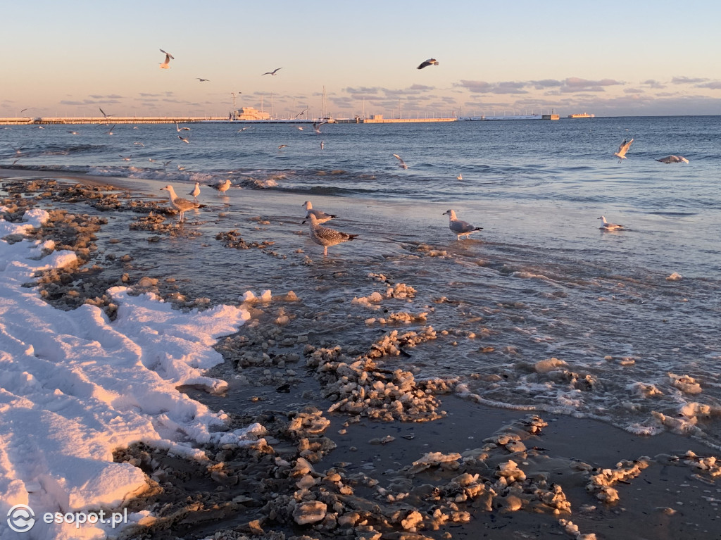 Sopot na zdjęciach w zimowy poranek! Kurort zachwyca [FOTO]