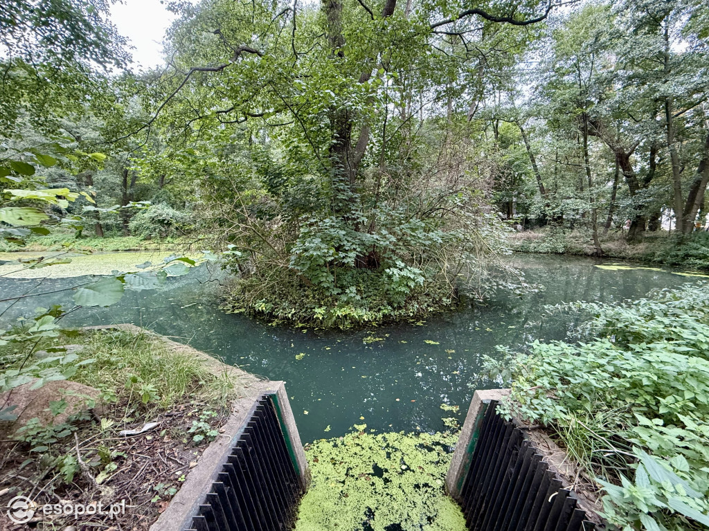 Wyjątkowy zakątek nad Stawami Młyńskimi w Sopocie [FOTO]