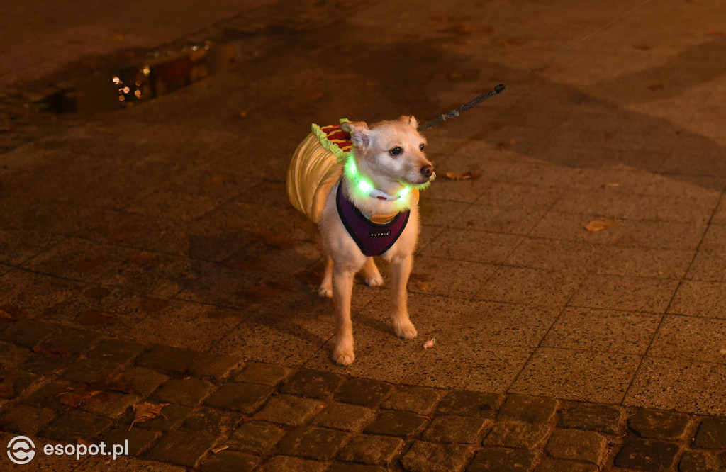 Sopot opanowały upiory, księżniczki i bohaterowie! Halloween w kurorcie [FOTO]