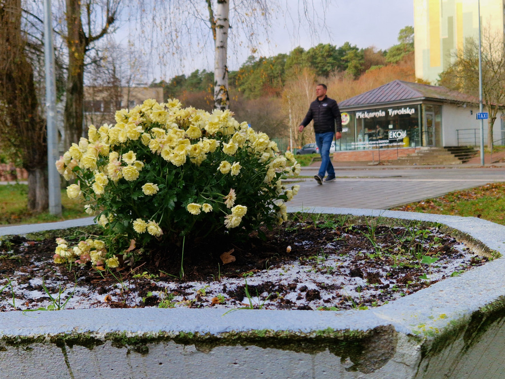 Pierwszy śnieg tej jesieni w Sopocie! Ulotna biała pierzynka na Brodwinie [FOTO]