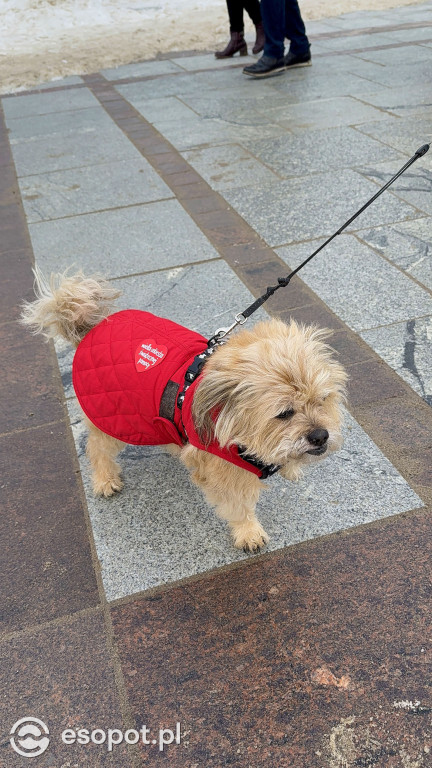 34. Finał WOŚP w Sopocie na zdjęciach! Wolontariusze, koncerty i licytacje [FOTO]