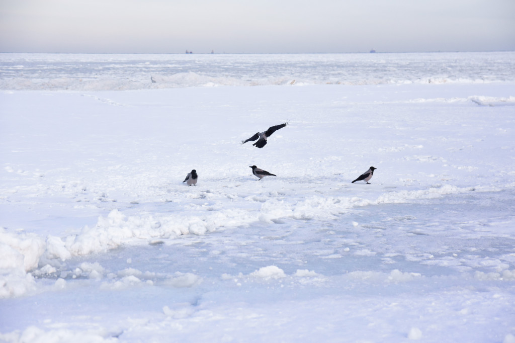 Sopot zimą zachwyca spokojem! Zobacz surowe piękno kurortu [FOTO]