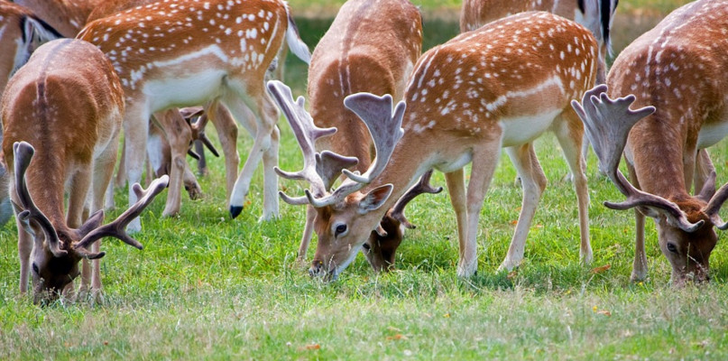 Smycz na leśnych ścieżkach? A po co to komu?