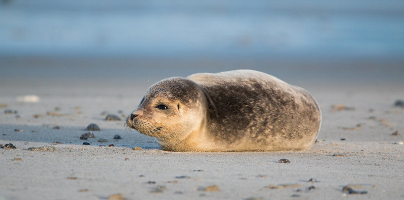 Co zrobić, gdy spotkasz fokę na sopockiej plaży? 