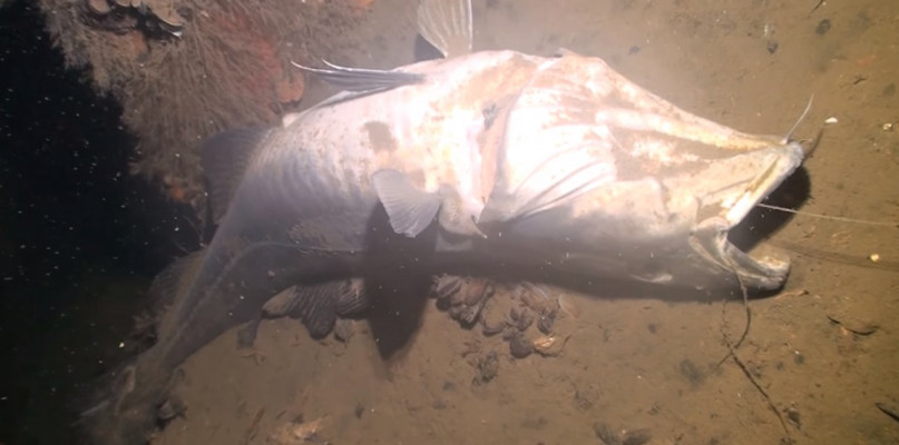 Fot. Dareknurek - Youtube - youtube.com/watch?v=Uxu0GenpS8w&fbclid=IwAR3iU68voW8zrTMe-iE_k_T-iTJpAFmzVpceh4F4KWpTclQzgw9_EK-uGl0&ab_channel=Dareknurek