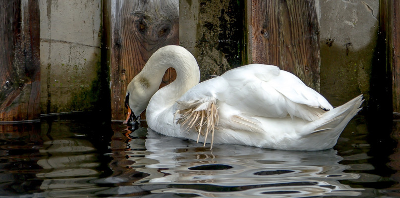 Fot. Artur Buczkowski