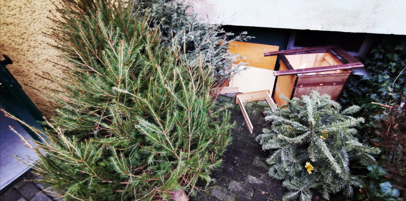 Jak pozbyć się choinki po Bożym Narodzeniu? ZOM Sopot odbierze drzewka w wyznaczon