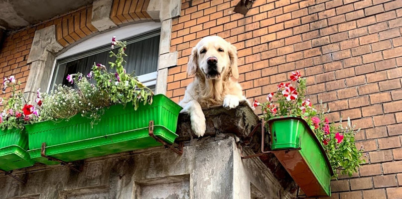 Gdańsk: "Słodki pies na balkonie" jako atrakcja turystyczna? Internauci go kochają
