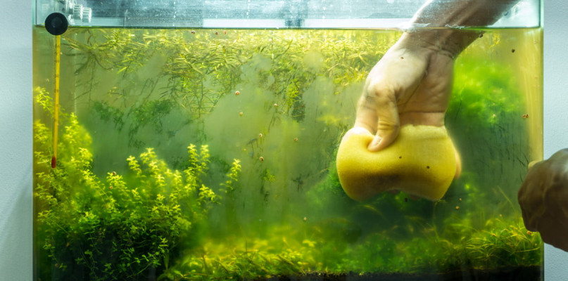 Glony w akwarium – jak się ich pozbyć?