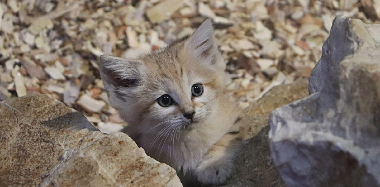 Kotek pustynny wygląda zza kamienia. Fot. Gdański Ogród Zoologiczny