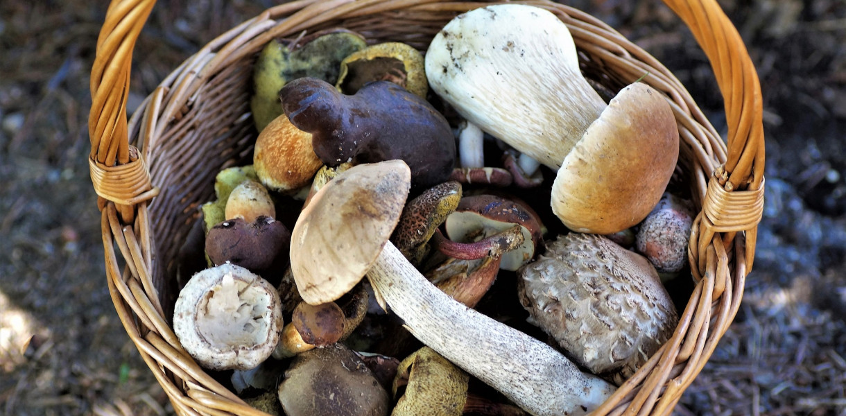 Gdzie na grzyby w Sopocie? Sezon trwa!