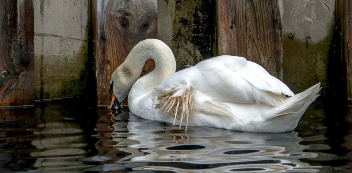 Wraca problem dokarmiania ptaków w Sopocie! O tym warto pamiętać