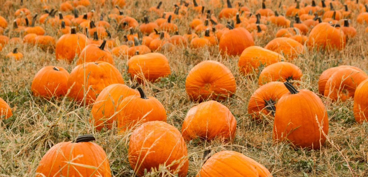 Dynia w ogrodzie – wszystko, co musisz wiedzieć