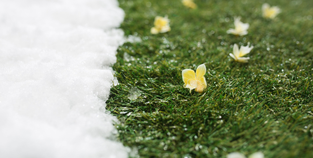 Trawnik po zimie - 6 kroków do pielęgnacji trawnika