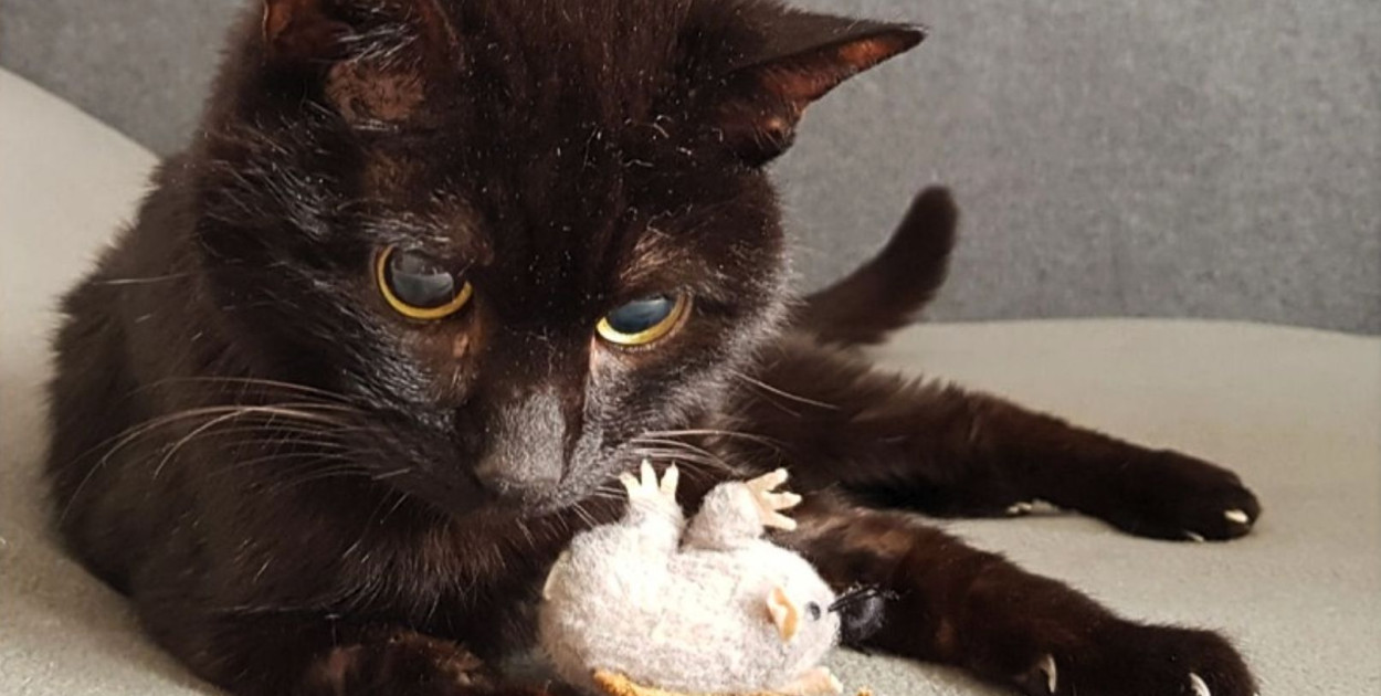 Dzielny kot, który przeżył! Poznajcie historię Nero z Sopotkowa