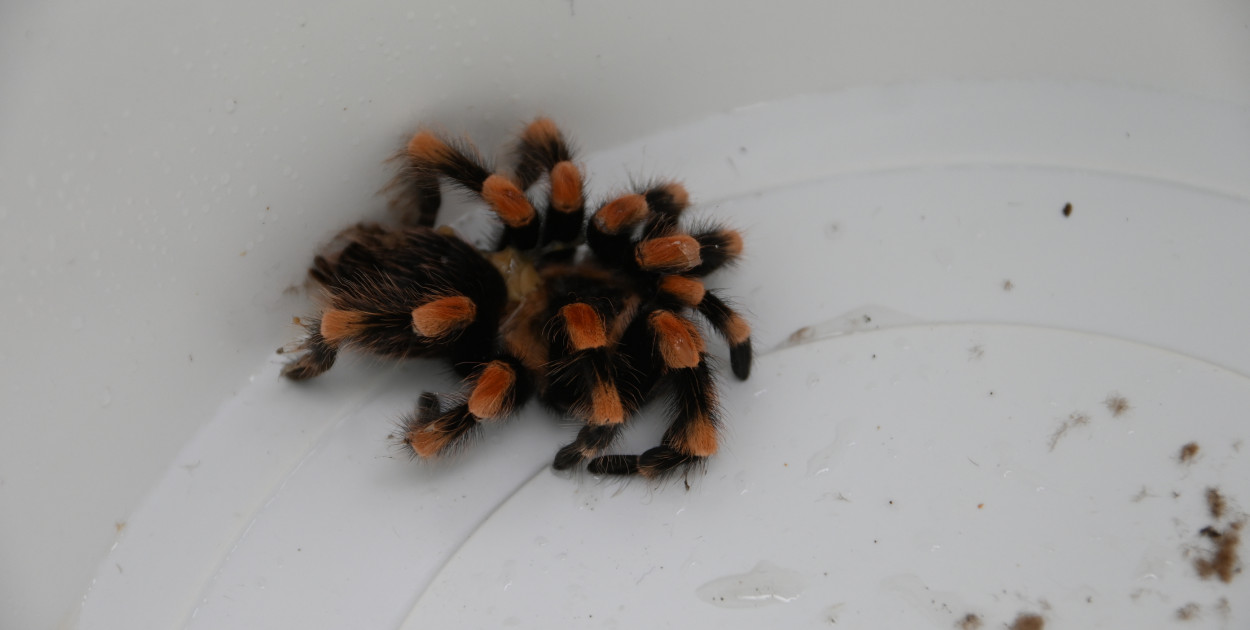 Ogromny pająk uciekł z terrarium! Dramatyczna akcja służb w centrum Gdyni