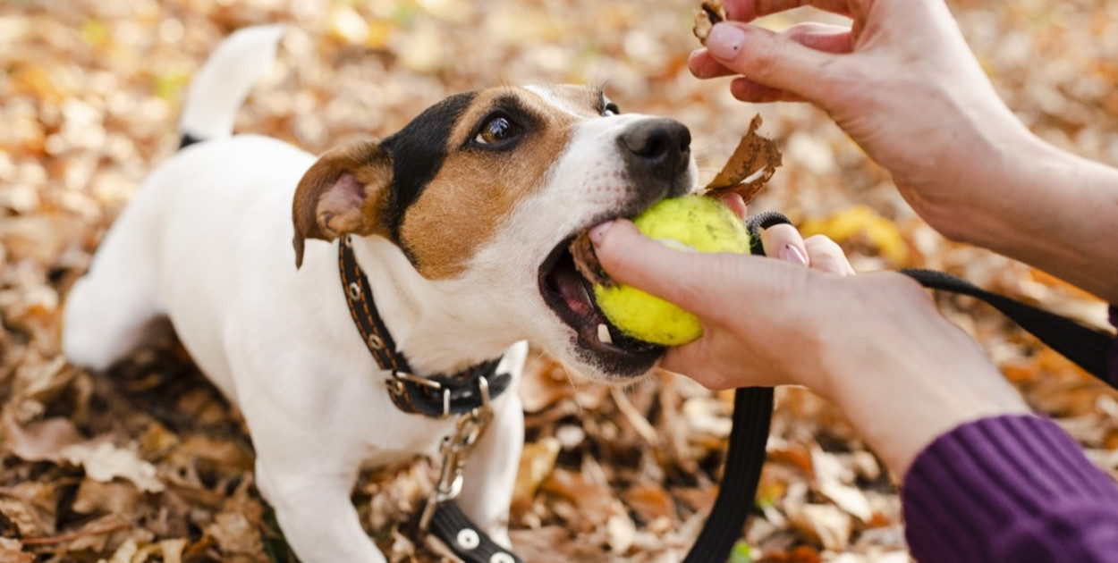 Zanim kupisz: jak wybrać dobry sklep zoologiczny online?