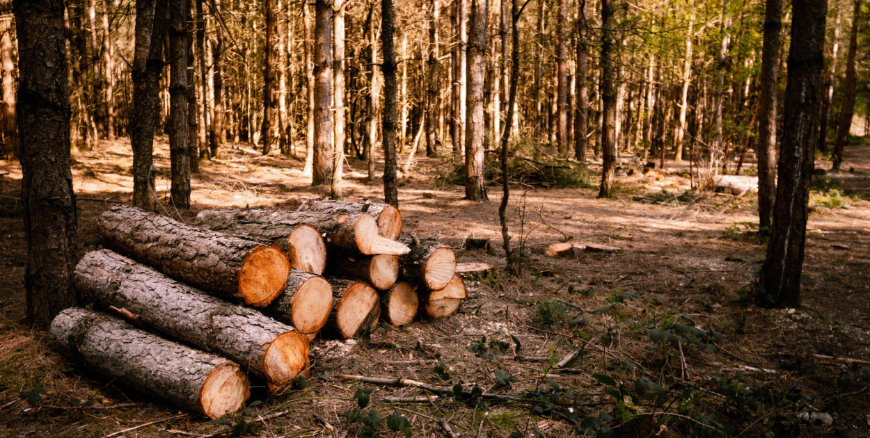 Uważaj co wynosisz z lasu! Za to może grozić nawet więzienie