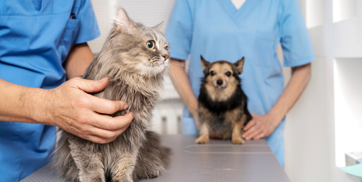 Obowiązkowe czipowanie psów i kotów? Nowy pomysł w Sejmie