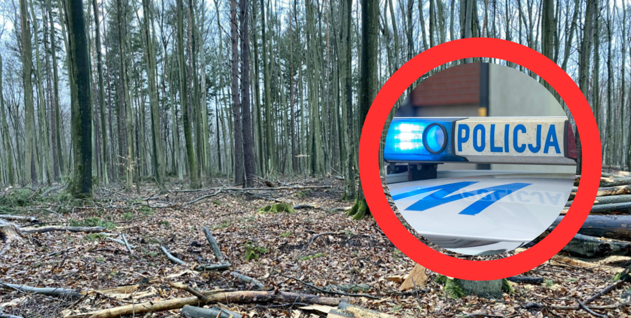 Zwłoki w sopockim lesie. Służby zdradzają pierwsze szczegóły