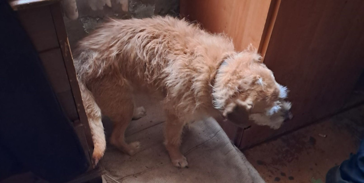 Fot. Straż Miejska w Sopocie - Facebook