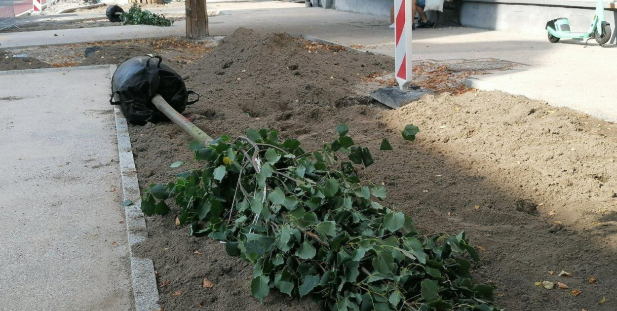 Masz ochotę na spacer w zieleni? Sprawdź, gdzie w Sopocie posadzą nowe drzewa