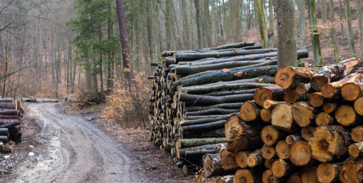 Co z wycinką drzew w Sopocie? Każdy może zgłosić swoje uwagi