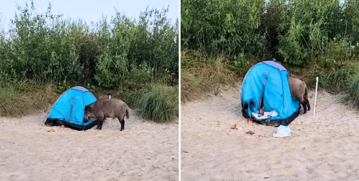 "W Sopocie wszystko jest możliwe". Dzik wywołał kolejną burzę w sieci